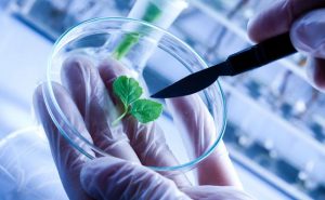 Close up of biologist's hand with protective gloves holding young plant with root above microscope glass.