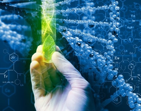 Green Root testing in a laboratory by a scientist