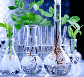 Image showing green plants in glass tube in a laboratory